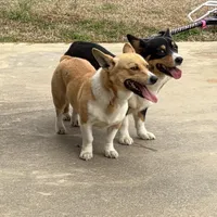 Reba, a female Pembroke Welsh Corgi for sale in Elizabeth, LA – Photo 1 of 8
