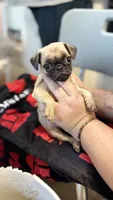 No name yet, a female Pug for sale in Wilmington, CA – 4 of 10