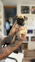 No name yet, a female Pug for sale in Wilmington, CA – 7 of 10