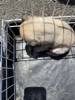 No name yet, a female Pug for sale in Wilmington, CA – 10 of 10