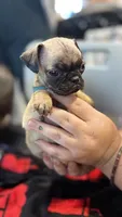 No name yet, a female Pug for sale in Wilmington, CA – 5 of 10