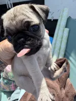 No name yet, a female Pug for sale in Wilmington, CA – 8 of 10