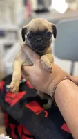 No name yet, a female Pug for sale in Wilmington, CA – 3 of 10