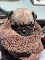 No name yet, a female Pug for sale in Wilmington, CA – 9 of 10