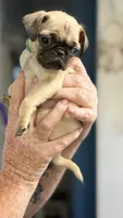 No name yet, a female Pug for sale in Wilmington, CA – 6 of 10