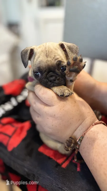 No name yet – Pug puppy for sale in Wilmington, CA