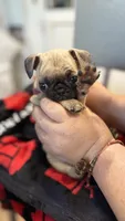 No name yet, a female Pug for sale in Wilmington, CA – 1 of 10
