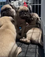 No name yet, a female Pug for sale in Wilmington, CA – 2 of 10