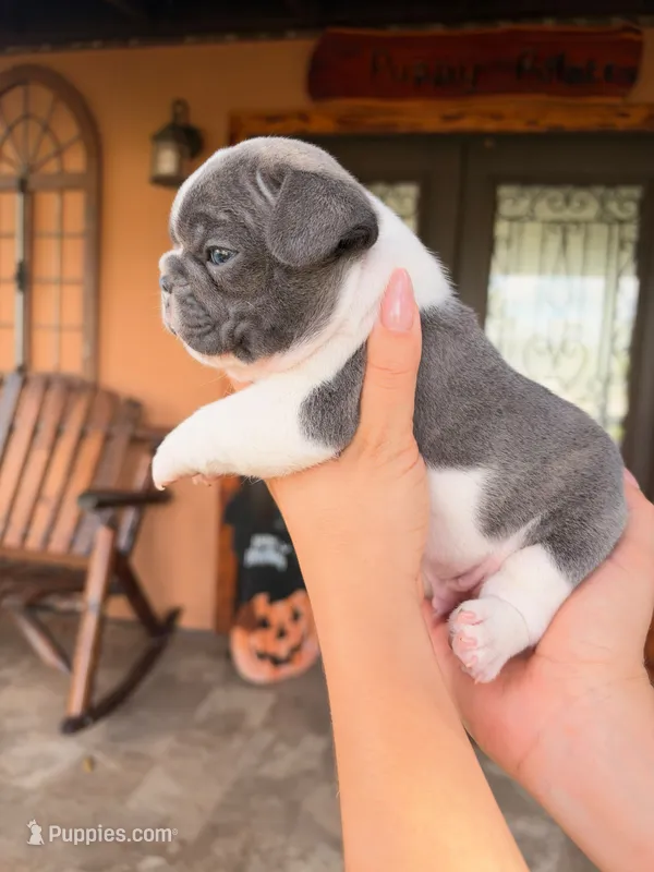 Hopper – French Bulldog puppy for sale in Saint Cloud, FL