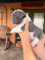 Hopper, a male French Bulldog for sale in Saint Cloud, FL – 1 of 3