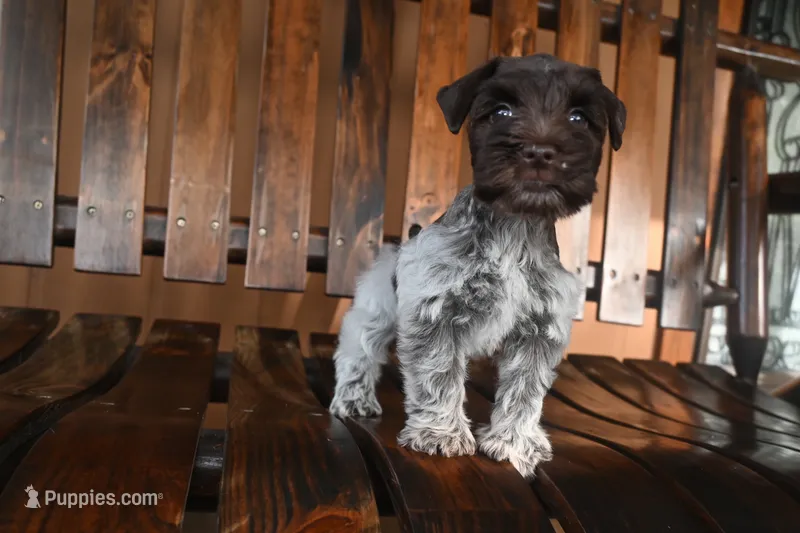 Sugar – Miniature Schnauzer puppy for sale in Saint Cloud, FL