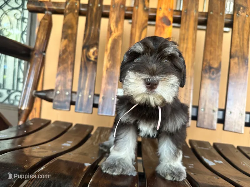 Joy – Miniature Schnauzer puppy for sale in Saint Cloud, FL