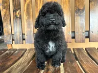 Leo, a male Goldendoodle for sale in Saint Cloud, FL – 1 of 2