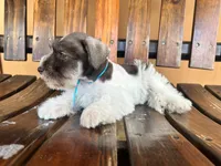 Leo, a male Miniature Schnauzer for sale in Saint Cloud, FL – 4 of 4