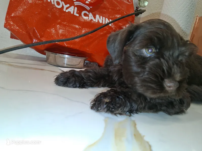 Rambo – Miniature Schnauzer puppy for sale in Saint Cloud, FL