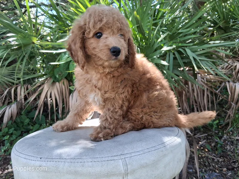 Leo – Goldendoodle puppy for sale in Saint Cloud, FL