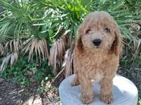 Leo, a male Goldendoodle for sale in Saint Cloud, FL – 2 of 3