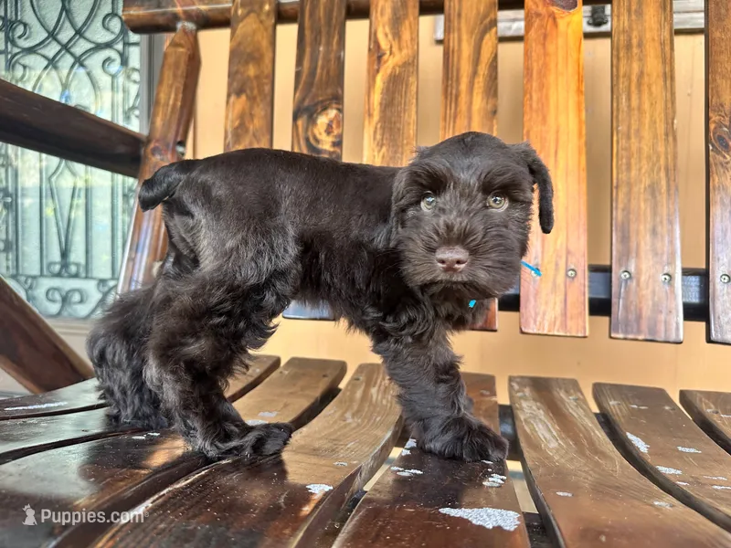 Rambo – Miniature Schnauzer puppy for sale in Saint Cloud, FL