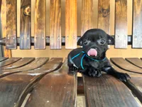 Batman , a male Chihuahua for sale in Saint Cloud, FL – 6 of 6