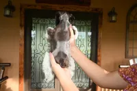 Sugar, a female Miniature Schnauzer for sale in Saint Cloud, FL – 2 of 3