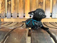 Batman , a male Chihuahua for sale in Saint Cloud, FL – 3 of 6