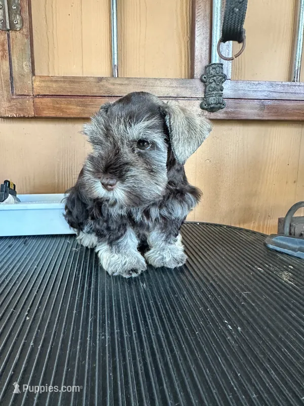 Shenill  – Miniature Schnauzer puppy for sale in Saint Cloud, FL