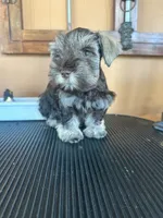 Shenill , a female Miniature Schnauzer for sale in Saint Cloud, FL – 2 of 2