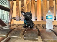 Batman , a male Chihuahua for sale in Saint Cloud, FL – 4 of 6