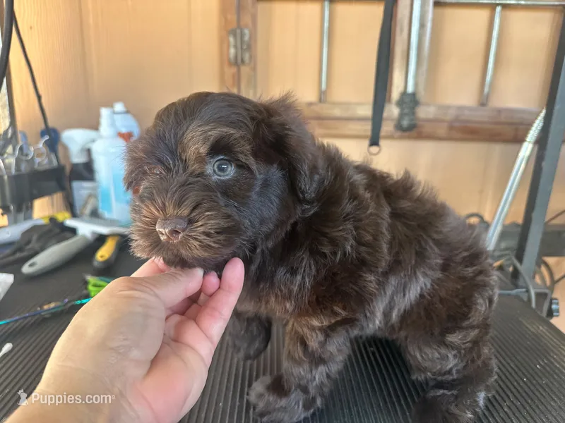 Rambo – Miniature Schnauzer puppy for sale in Saint Cloud, FL