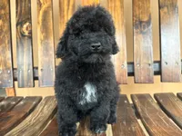 Leo, a male Goldendoodle for sale in Saint Cloud, FL – 2 of 2