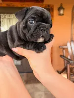 Onix, a female French Bulldog for sale in Saint Cloud, FL – 2 of 3