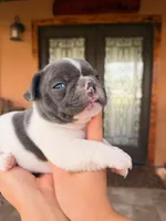 Hopper, a male French Bulldog for sale in Saint Cloud, FL – 2 of 3