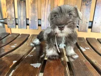 Mocca, a female Miniature Schnauzer for sale in Saint Cloud, FL – 1 of 3