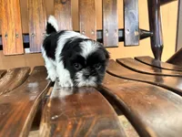 Ivy, a female Shih Tzu for sale in Saint Cloud, FL – 1 of 2