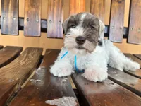 Leo, a male Miniature Schnauzer for sale in Saint Cloud, FL – 2 of 4