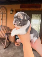 Hopper, a male French Bulldog for sale in Saint Cloud, FL – 3 of 3