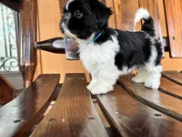 Jack, a male Shih Tzu for sale in Saint Cloud, FL – 2 of 2