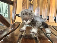 Mocca, a female Miniature Schnauzer for sale in Saint Cloud, FL – 3 of 3