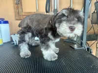 Joy, a female Miniature Schnauzer for sale in Saint Cloud, FL – 2 of 2