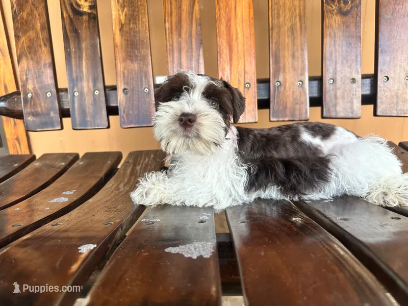 Mia – Miniature Schnauzer puppy for sale in Saint Cloud, FL