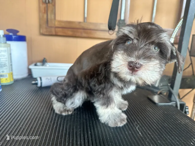 Joy – Miniature Schnauzer puppy for sale in Saint Cloud, FL