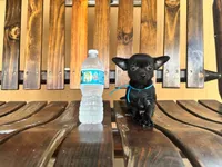 Batman , a male Chihuahua for sale in Saint Cloud, FL – 1 of 6