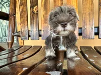 Mocca, a female Miniature Schnauzer for sale in Saint Cloud, FL – 2 of 3