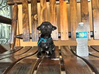 Batman , a male Chihuahua for sale in Saint Cloud, FL – 2 of 6