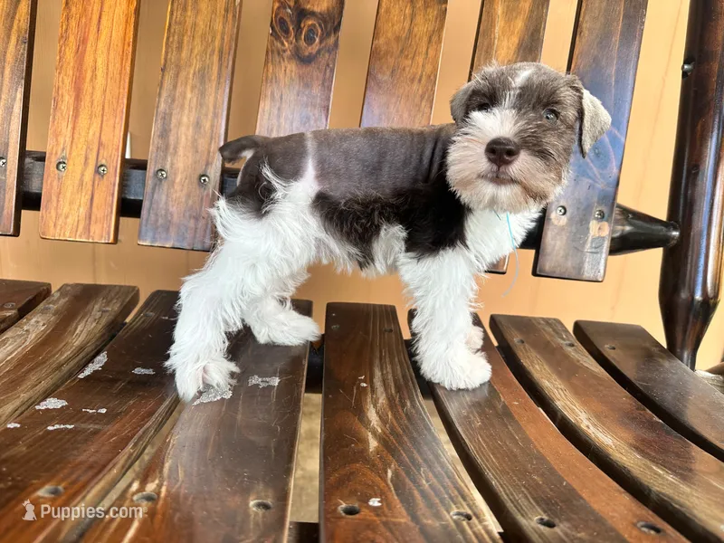 Leo – Miniature Schnauzer puppy for sale in Saint Cloud, FL