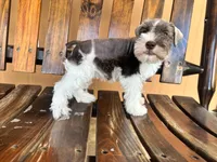 Leo, a male Miniature Schnauzer for sale in Saint Cloud, FL – 1 of 4