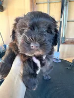 Rambo, a male Miniature Schnauzer for sale in Saint Cloud, FL – 2 of 2