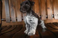 Sugar, a female Miniature Schnauzer for sale in Saint Cloud, FL – 3 of 3