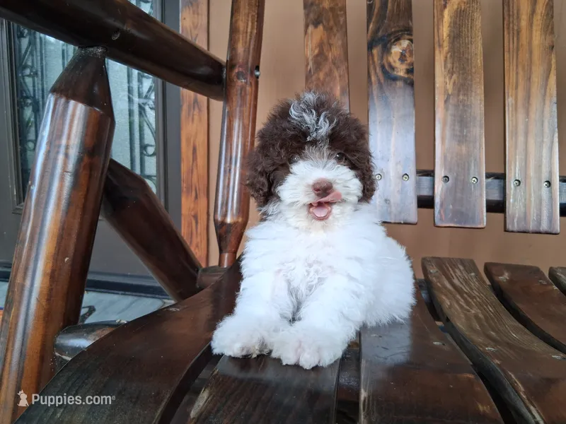 Lily – Goldendoodle puppy for sale in Saint Cloud, FL