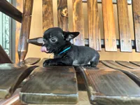 Batman , a male Chihuahua for sale in Saint Cloud, FL – 5 of 6